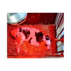 Isıtıcı Ampul 250 Watt