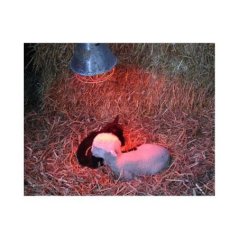 Farmena - Kaliteli Isıtıcı Ampul 250 watt | Modernciftlik