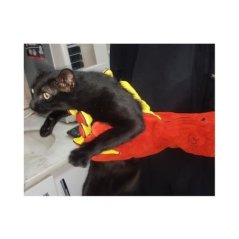 Farmena Kedi Yakalama Eldiveni 40 cm | Modernciftlik