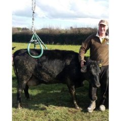 Farmena Premium İnek Kaldıracı 800 Kg | Modernciftlik