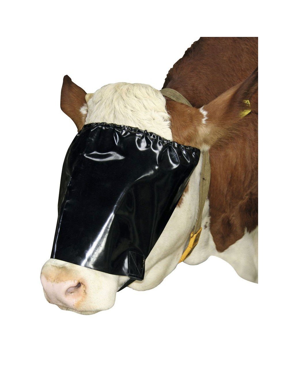 Sığır Göz Bandı