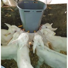 6 Emzikli Oğlak Kuzu Kovası