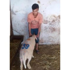 Farmena Ahşap Saplı Küçükbaş Kuzu Oğlak Numara Damga Seti
