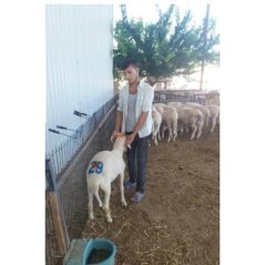 Farmena Ahşap Saplı Küçükbaş Kuzu Oğlak Numara Damga Seti