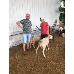 Farmena Ahşap Saplı Küçükbaş Kuzu Oğlak Numara Damga Seti