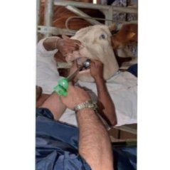 Büyükbaş Bolus ve Kafesli Mıknatıs Yutturma Sondası Metal