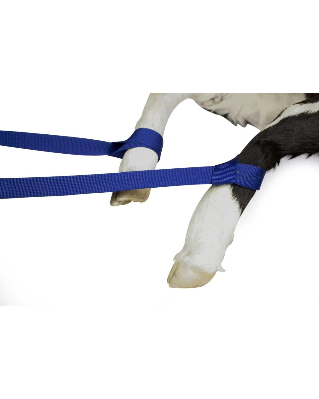Kenet Buzağı Doğum Kayışı 85 cm