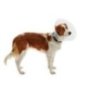 Buster Elizabeth Köpek Yakalığı Transparan 30 cm (10'lu Paket)