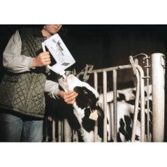 Bovivet Buzağı Süt İçirme Kabı 2 Litre Düz Hortumlu | Güvenli Besleme